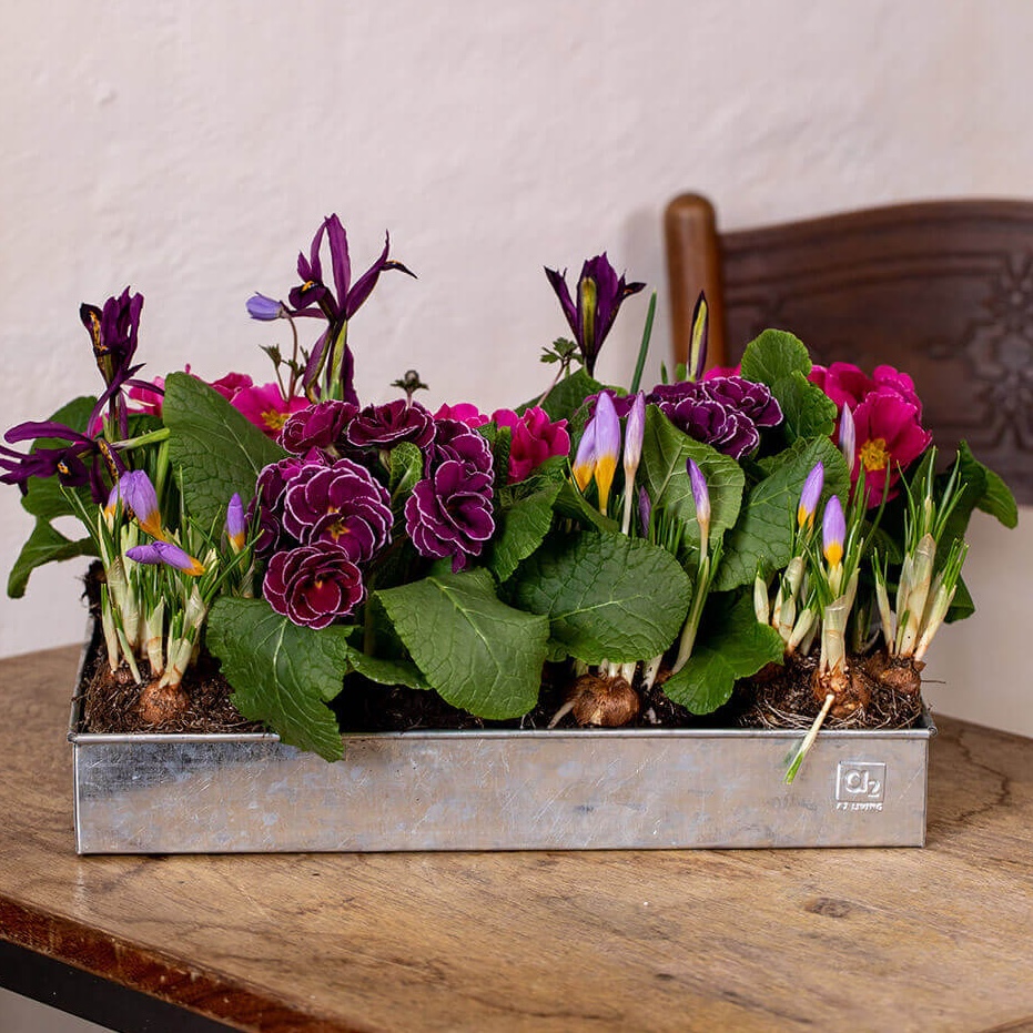 Bodenschale Mini für Gewächshaus, verzinkt